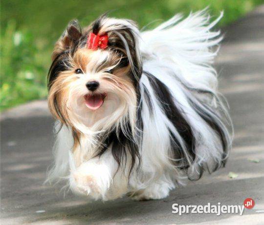 na sprzedaż dwaj śliczni chłopcy york biewer Gniezno