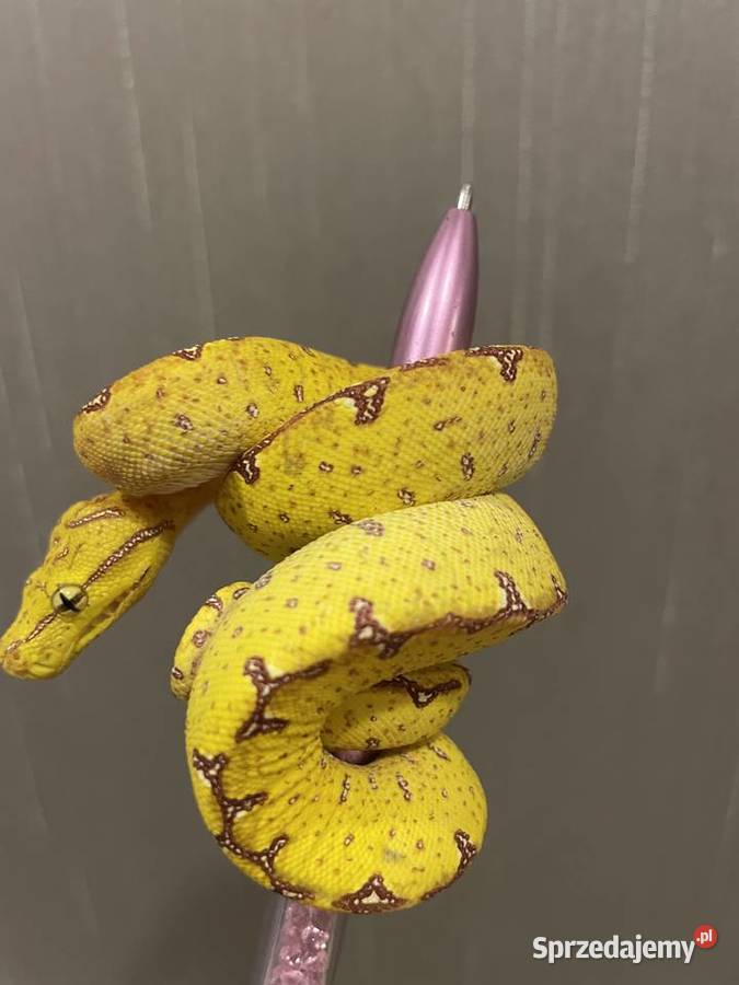 Morelia viridis pyton zielony Częstochowa