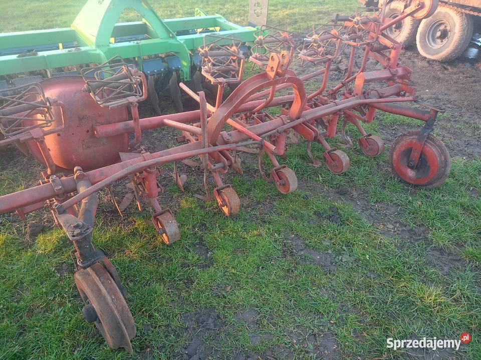 Pielnik do buraków warzyw Gostyń