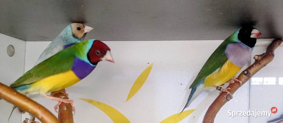 Amadyny wspaniałe Tarnów