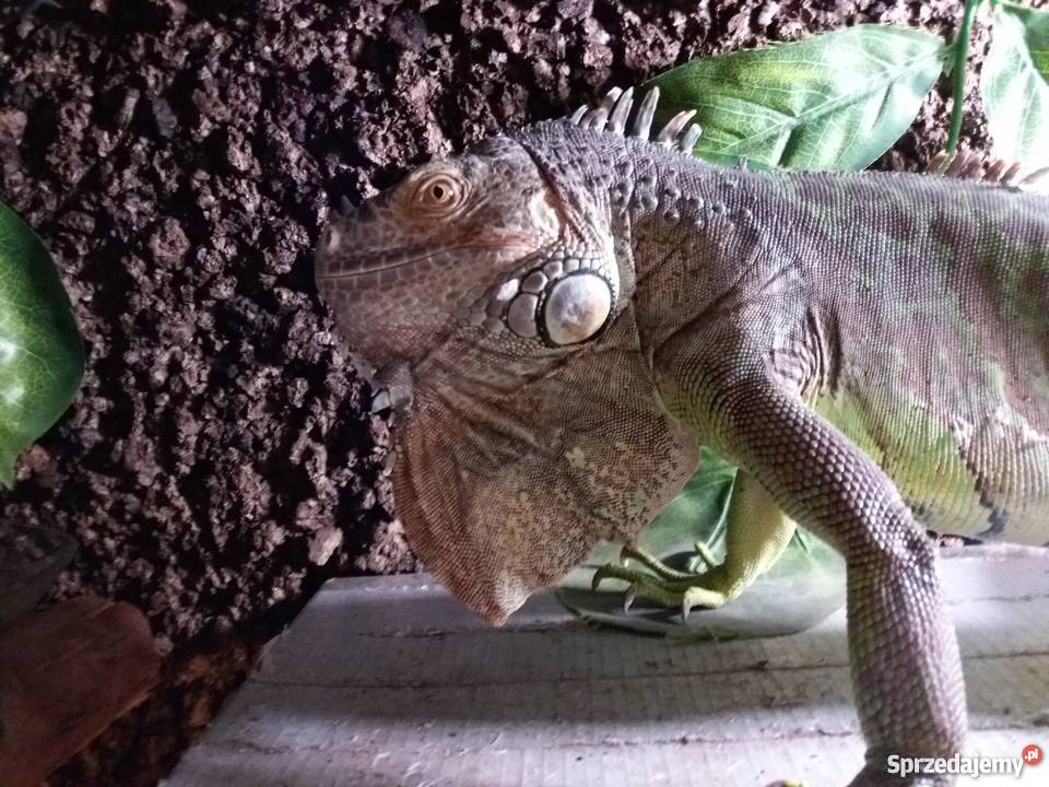 Legwan Iguana z terrarium bez Radłów