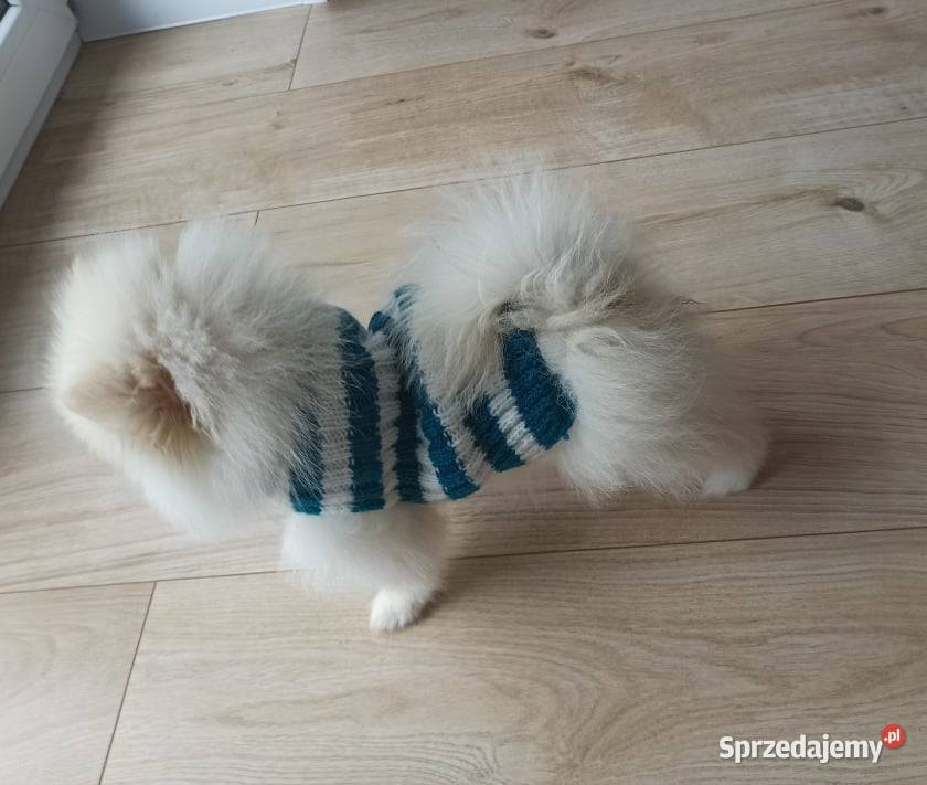 Szpic Miniaturowy Biały piesek Rodowód ŚWIAT opolskie Opole