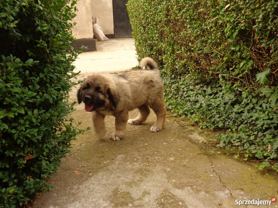 Owczarek kaukaski sprzedam