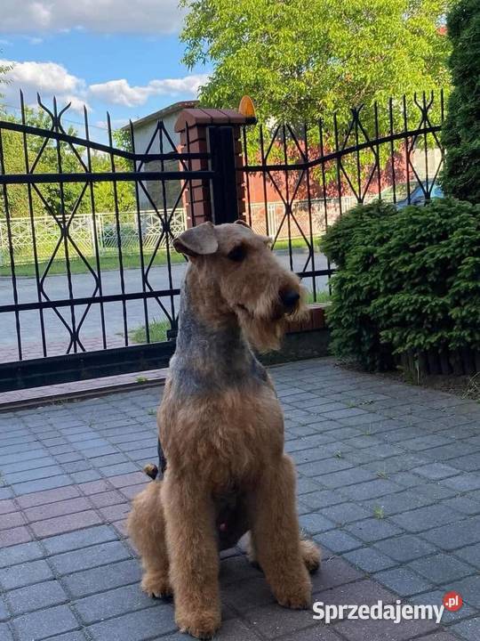Szczenię Airedale Terrier kujawsko-pomorskie Mogilno