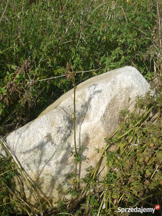 Głaz kamień średnica ponad 1 m lubelskie Lubień