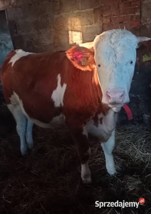 Sprzedam jałówkę 14 miesięczna do zacielenia Białopole