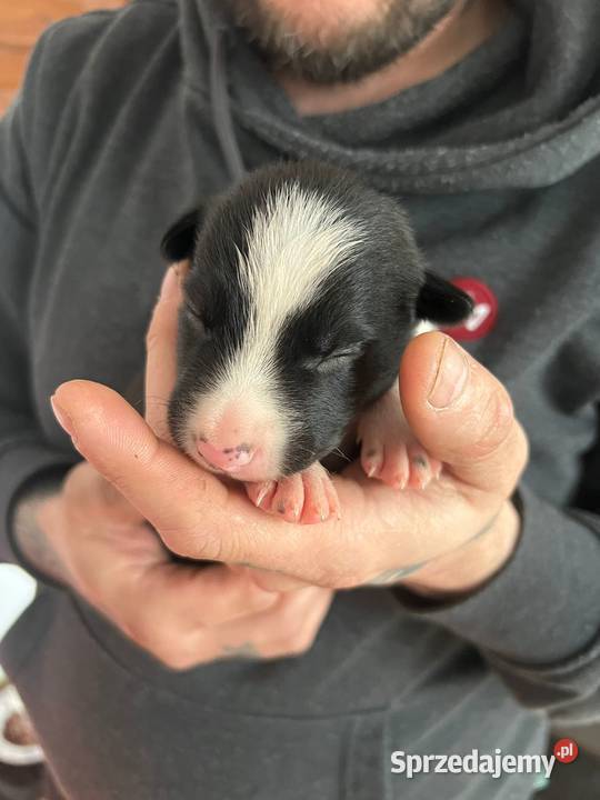 Border Collie Nie Spotykane w Polsce Owczarek dolnośląskie Bolesławiec