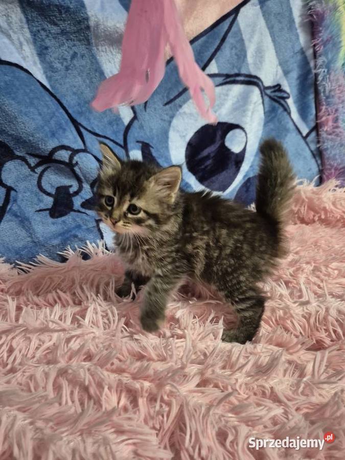 Syberyjska KOTKA ŁUCJIA rodowód FPL Stary Broniszew