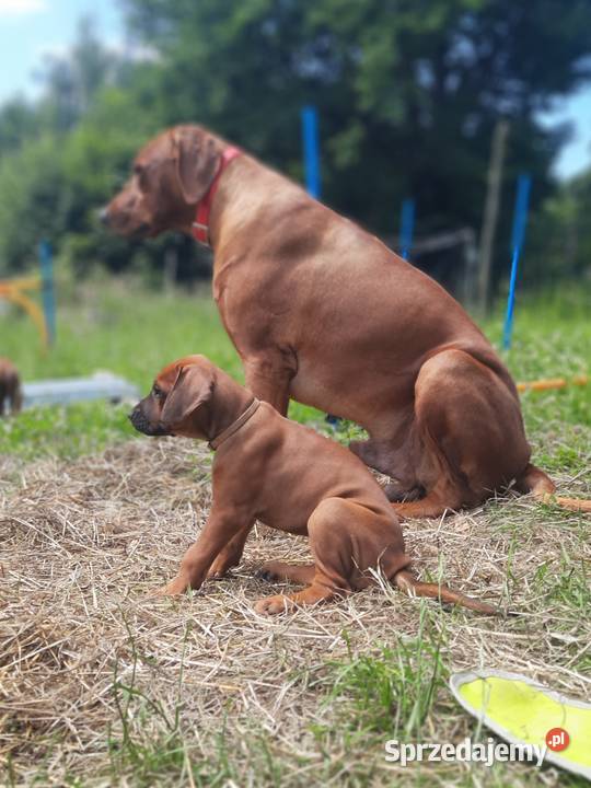 Miot RA 14 Szczeniąt Rhodesian Ridgeback szuka Kraków