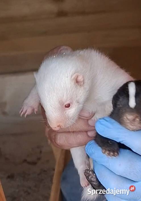 Skunks młody kolor cappuccino