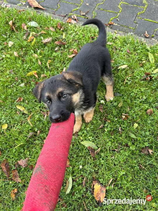 Owczarek Niemiecki Krótkowłosy Suczka ZKwP Częstochowa