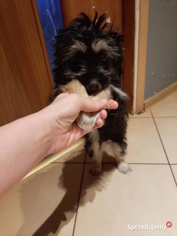 Hybryda shih tzu maltanczyk świętokrzyskie Kielce