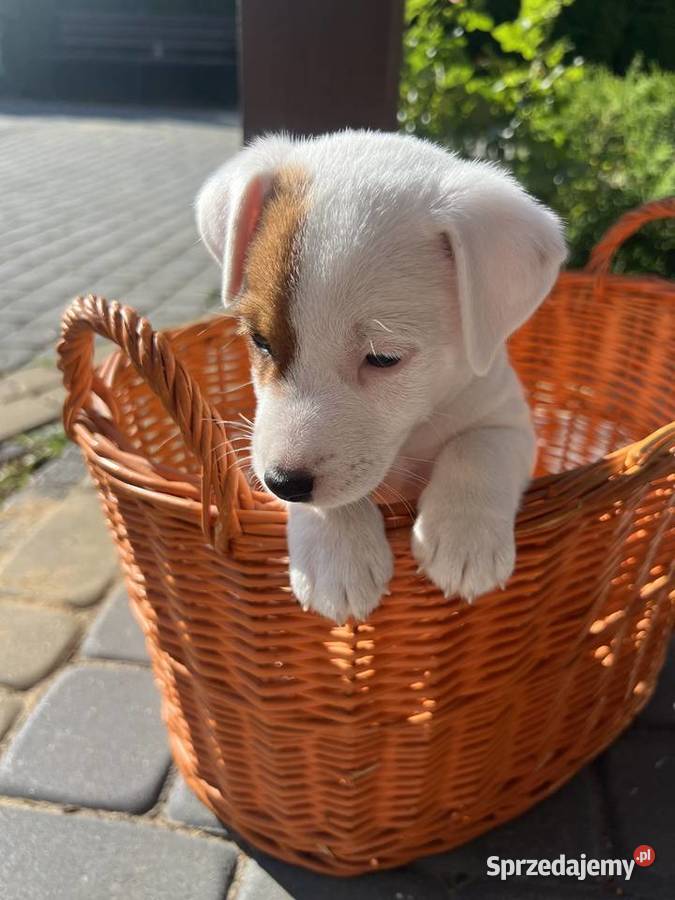 Jack Russell Terrier Lubartów