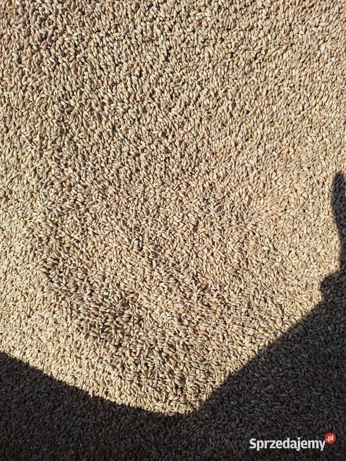 Pszenżyto ozime tegoroczne Łomża