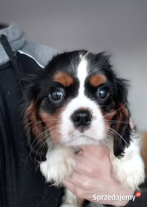 Cavalier King Charles Spanieltricolor śląskie Częstochowa