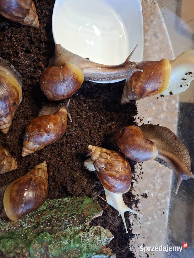 Sprzedam Ślimaki afrykańskie Lissachatina Wilcza