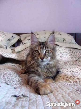 Śliczna koteczka Malwinka MCO Jasło