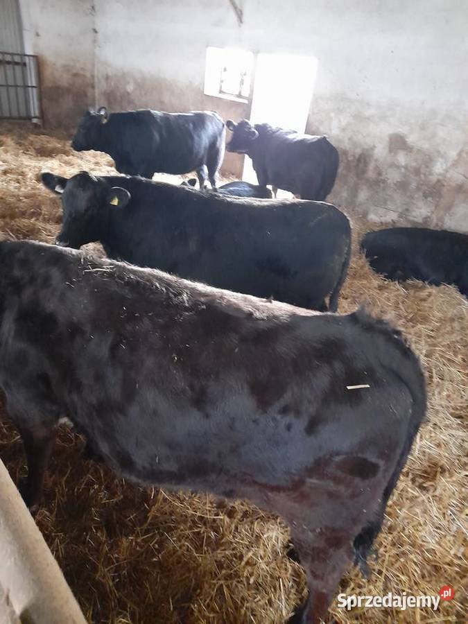 Sprzedam jałówki mięsne Zacywilki sprzedam