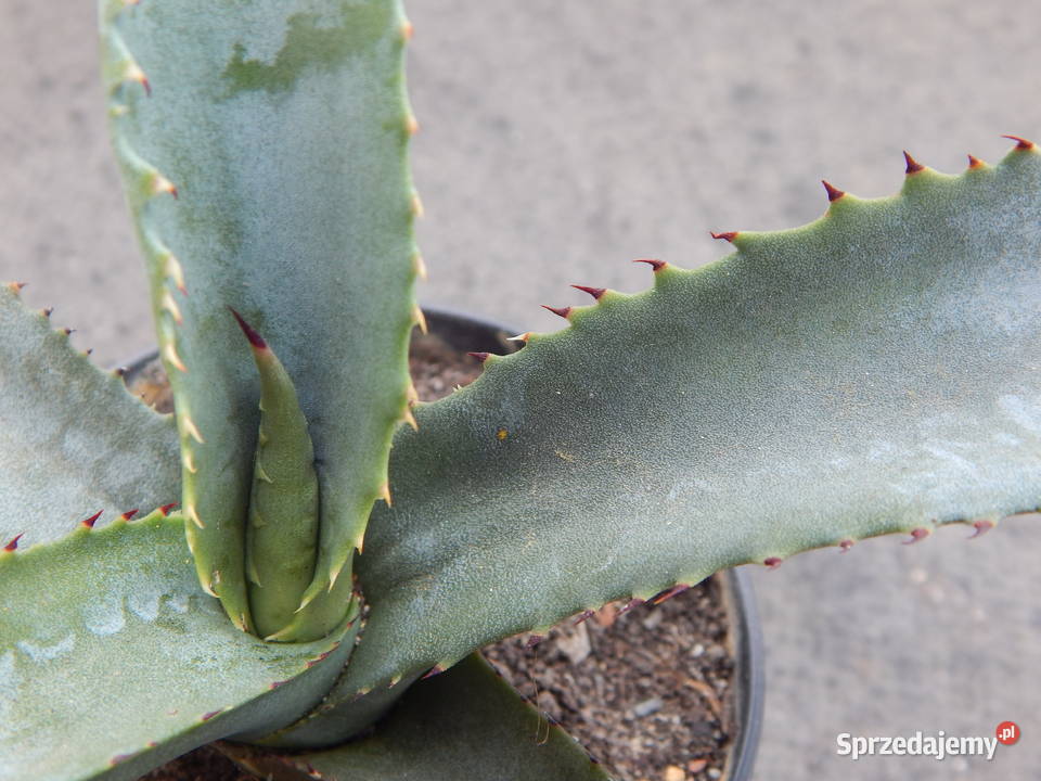 Agawa marmurowa agave marmorata ostatnia