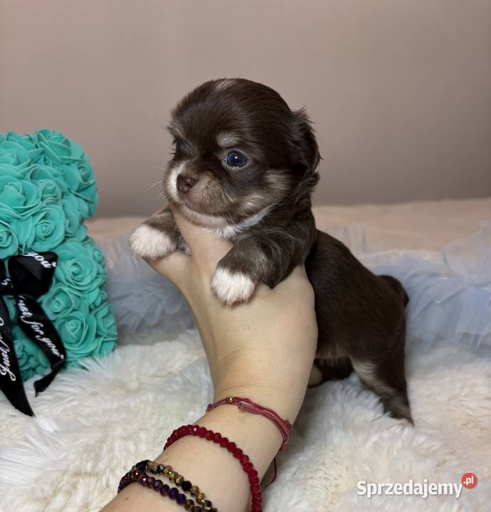 Chihuahua mini piesek czekoladowy długowłosy Bełchatów
