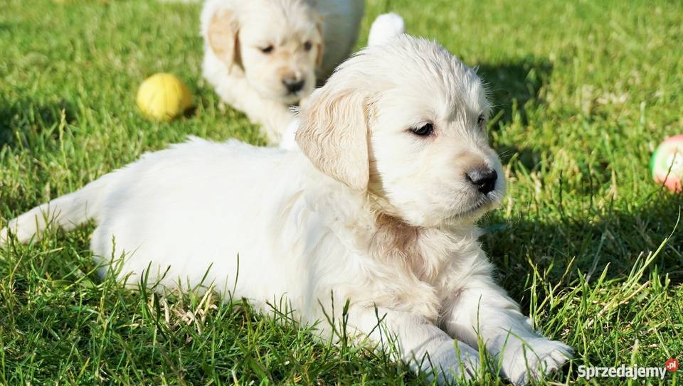 Rodowodowe Golden Retriever goldeny ZKwP FCI Psy Łężki-Parcel sprzedam