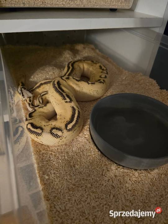 Firefly Freeway samiec mazowieckie