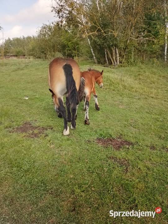 Klacz roczna warmińsko-mazurskie Szczecinki