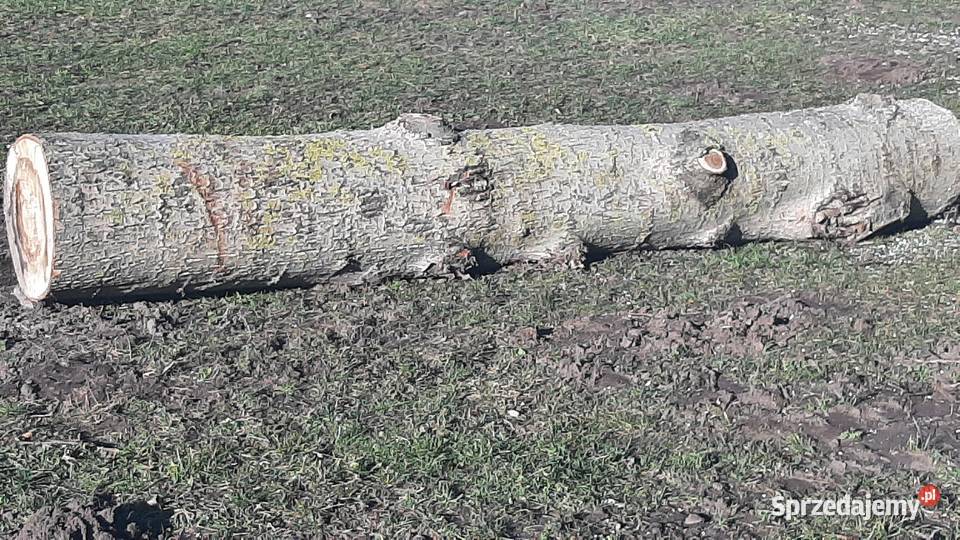 Sprzedam topol Trynisze-Moszewo