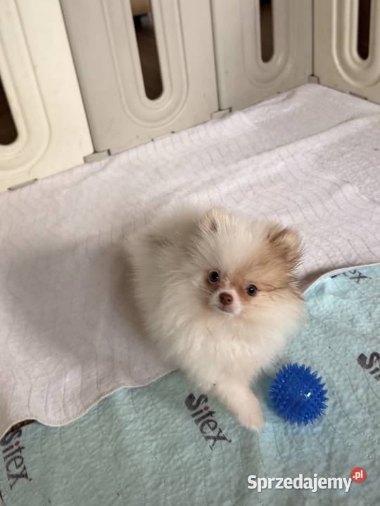 Szpic miniaturowy pomeranian Częstochowa