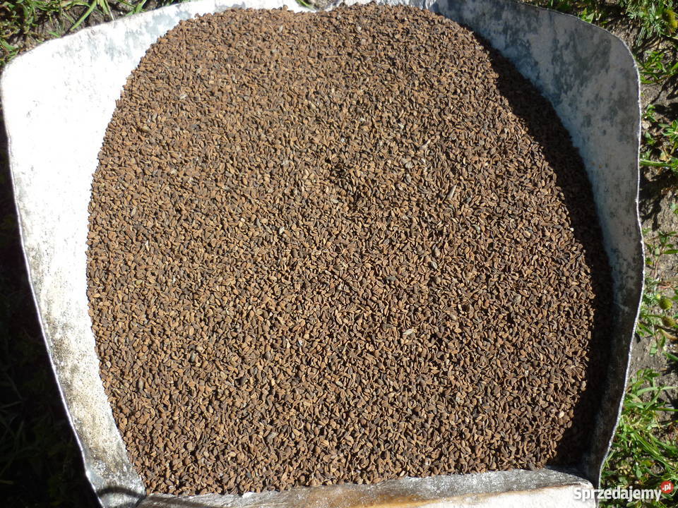 Facelia błękitna Natra Płocicz sprzedam