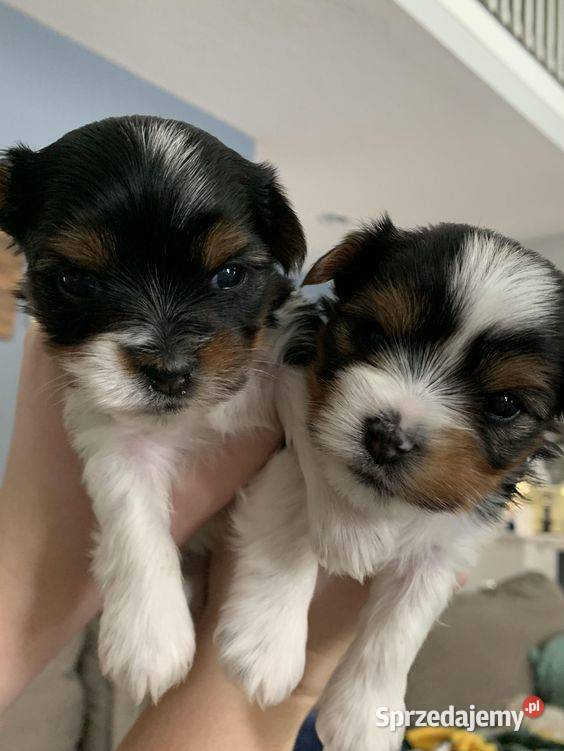 na sprzedaż dwaj śliczni chłopcy york biewer Gniezno