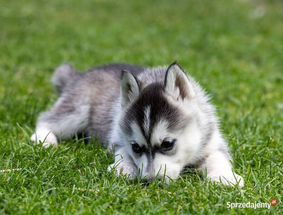 Piękna Sunia jasnoszara Siberian Husky szczenię podkarpackie Wola Zarczycka