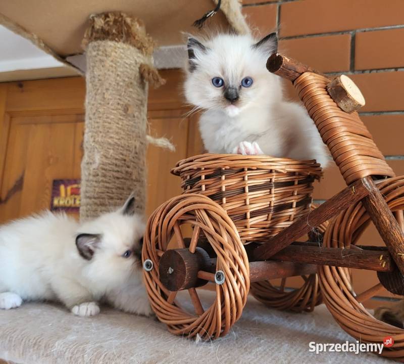 Ragdoll Ragdolle Ragdollowo Piorunówek
