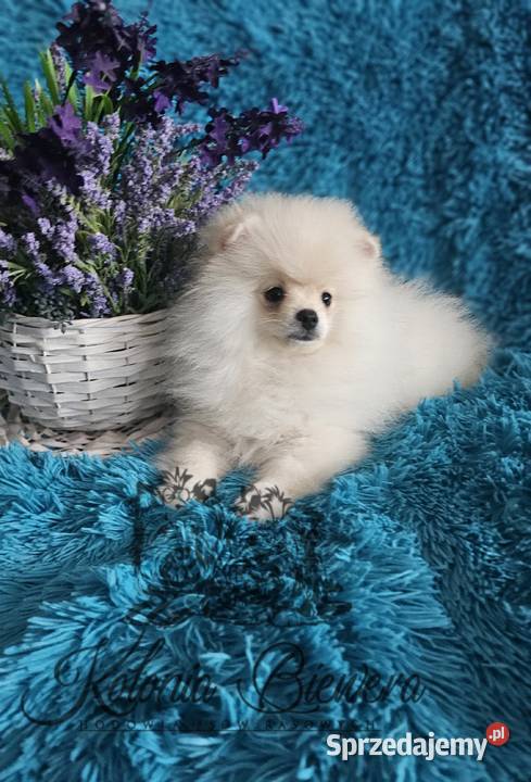 Szpic MiniaturowyPolski piesek Cream PASZPORT