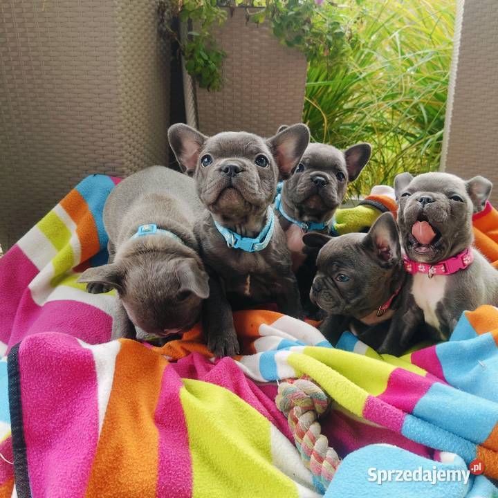 Piesek suczka Buldog francuski niebieski BLUE podkarpackie Padew Narodowa