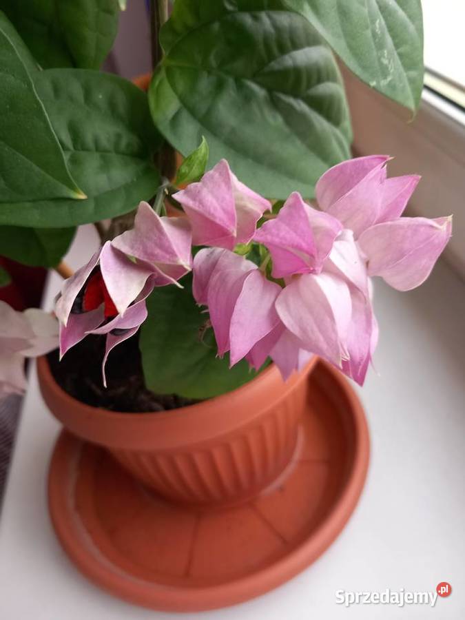 Szczęślin roślina kwitnąca śląskie Sosnowiec