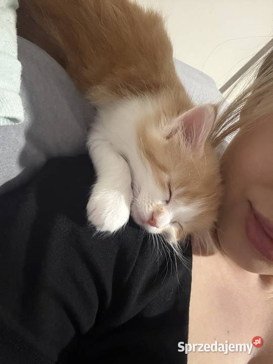 KocurKotka Maine Coon Starogard Gdański