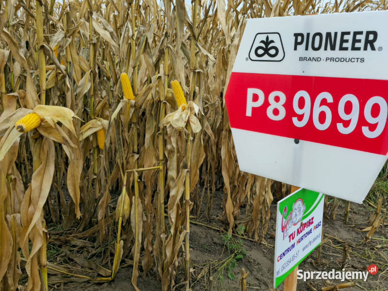 Nasiona kukurydzy Pioneer P89699 FAO 260 wielkopolskie Ostrowite sprzedam