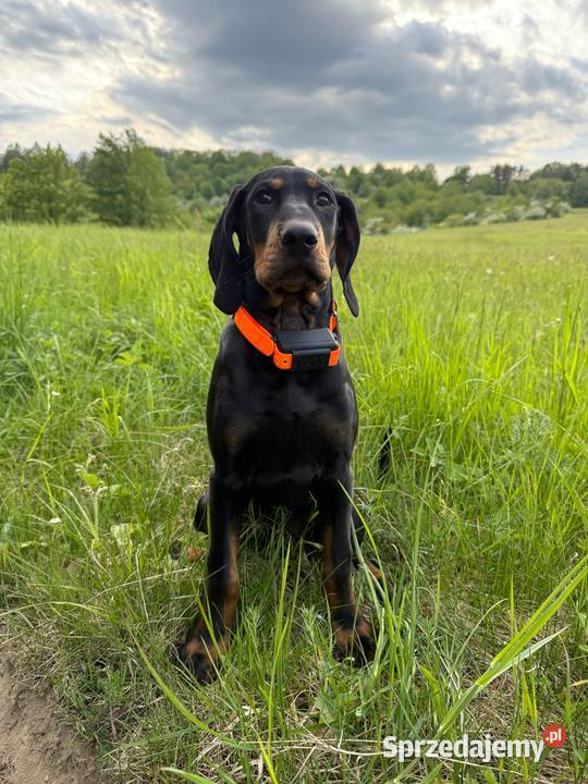 Nadajnik GPS pssa bez abonamentu Lubartów