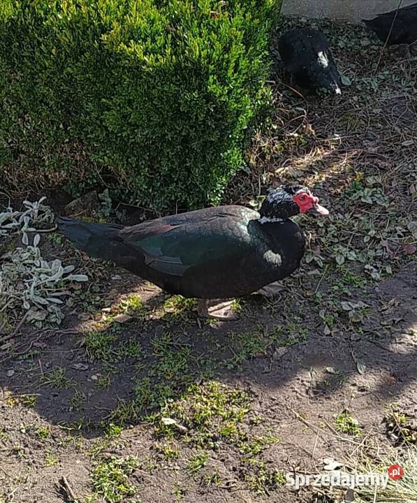 Kaczor piżmowy 2025r Dąbrowice