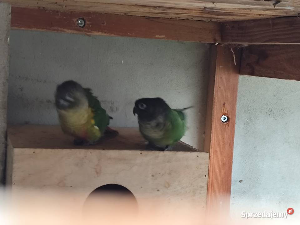 Rudosrerki zielonolica Ptaki