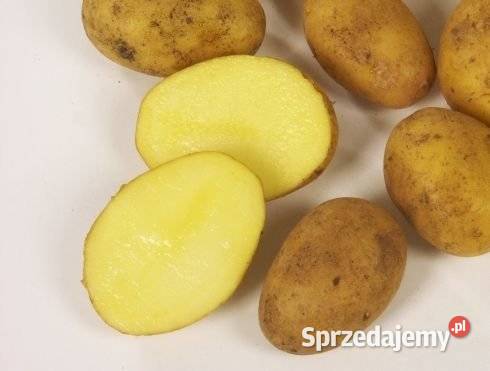 Ziemniaki odmiany magnolia i denar Garbów sprzedam