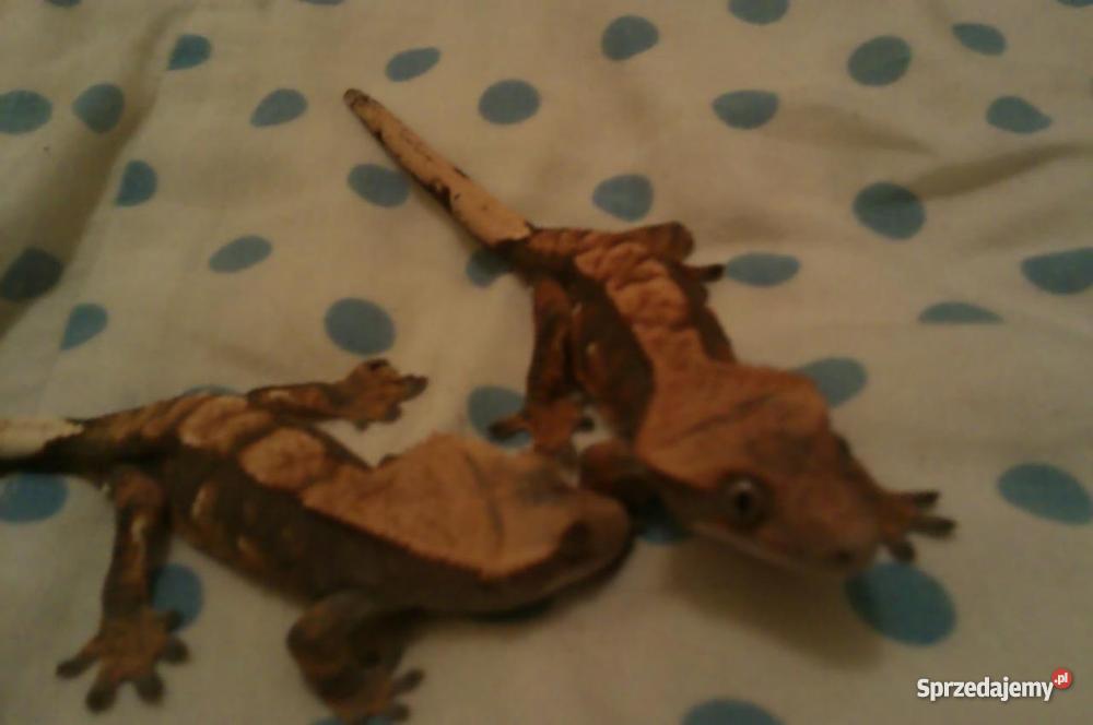 dwa gekony orzęsione terrarium 120x40x60