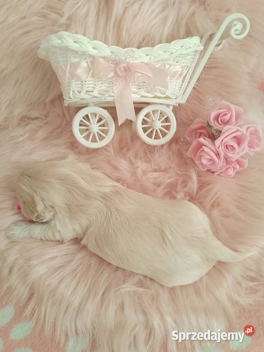 Piękna suczka rasy ShihTzu