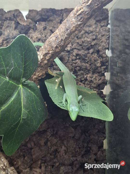 Gastropholis prasina Kraków