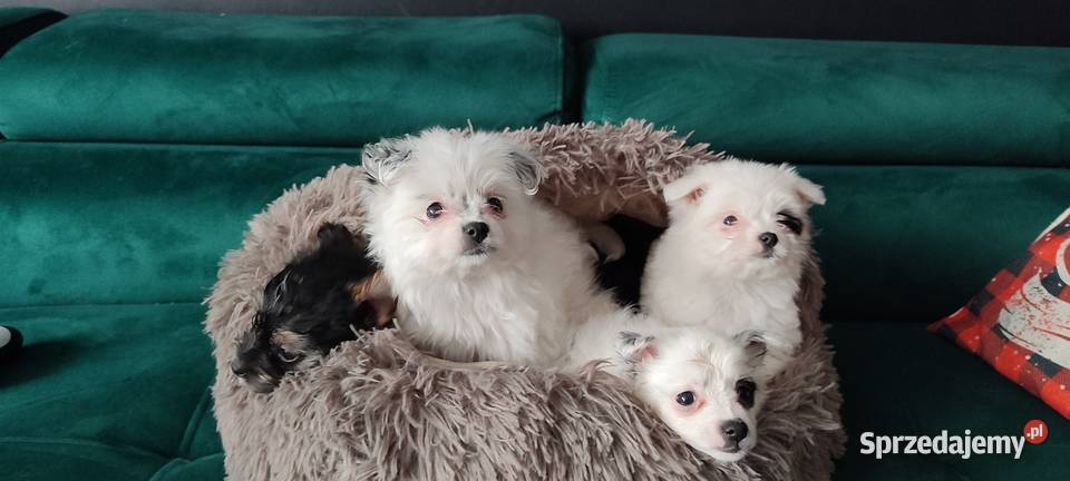 Morki hybryda york maltanczyk York Smerdyna