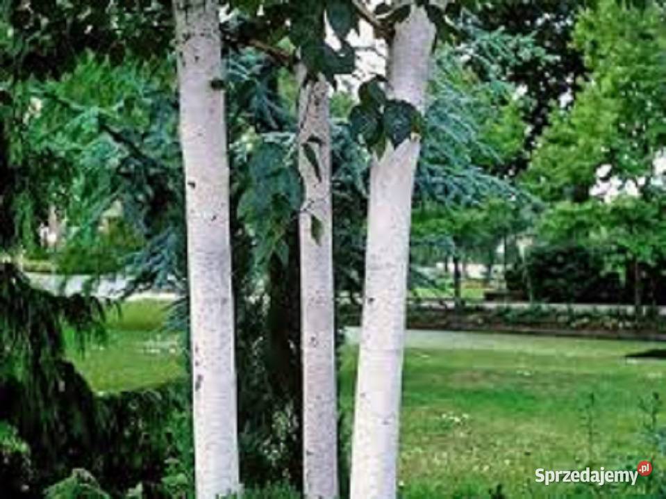Brzoza doorenbos szkółkanajbielsza kora Kraków sprzedam