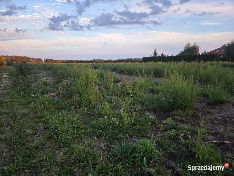 Działka 12800 m2 rolno budowlana Karolew Sprzedaż Pniewy