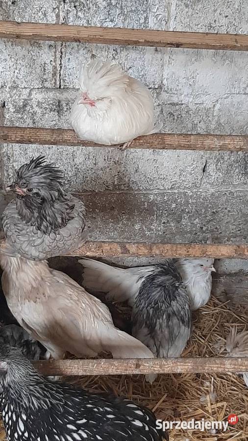 Kogutki czubatki miniaturowej padewskiej Zastawie