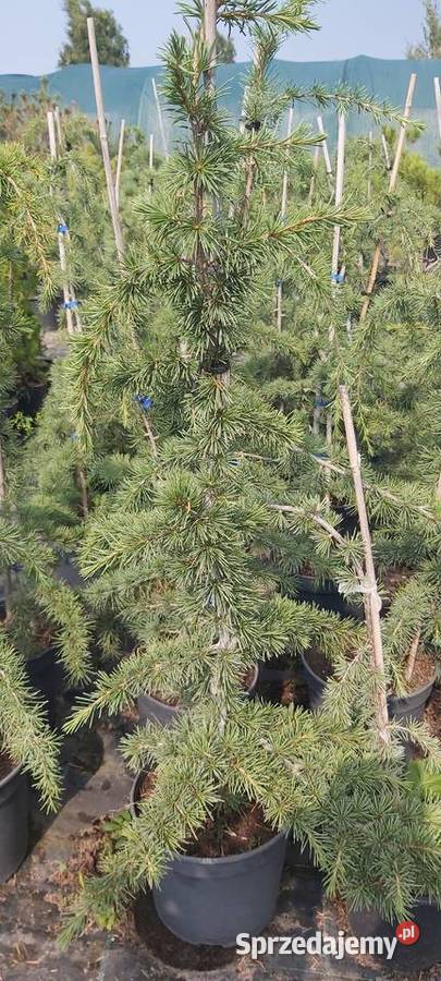 Cedr himalajski Pendula Sompolno